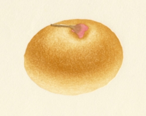 彦坂木版工房　さくらあんぱん